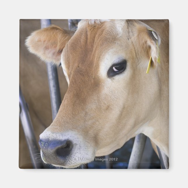 Jersey dairy cow with head in head lock. magnet (Front)