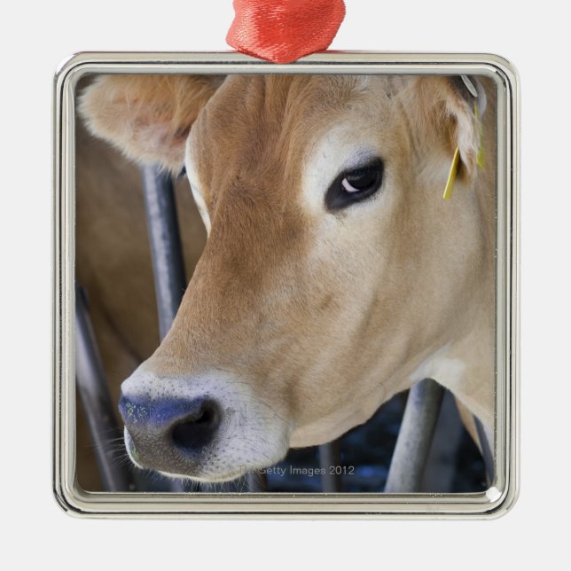 Jersey dairy cow with head in head lock. metal ornament (Front)