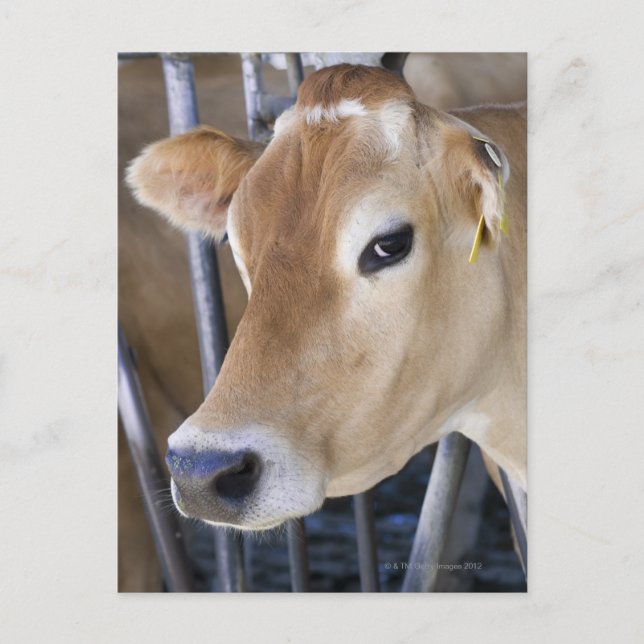 Jersey dairy cow with head in head lock. postcard (Front)