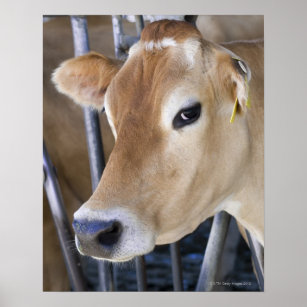 Jersey dairy cow with head in head lock. poster