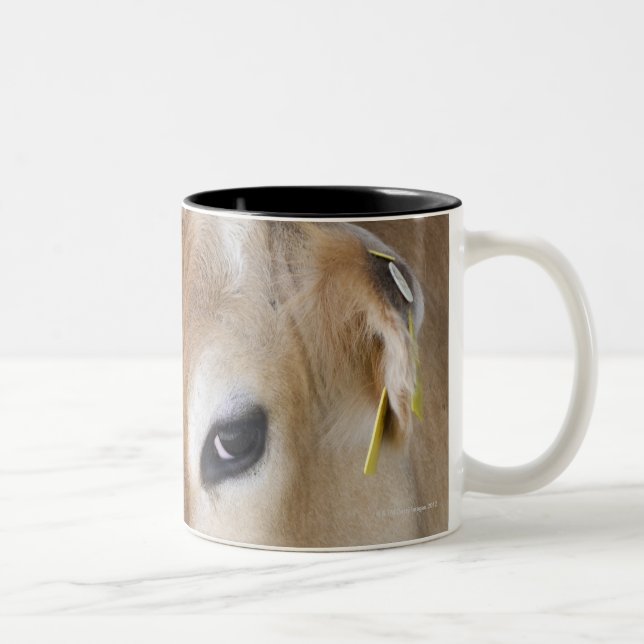 Jersey dairy cow with head in head lock. Two-Tone coffee mug (Right)