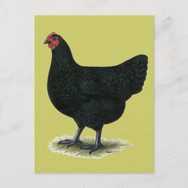 Jersey Giant:  Black Hen Postcard (Front)