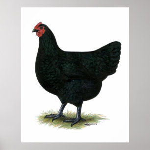 Jersey Giant:  Black Hen Poster