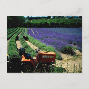 Jersey lavender farm, Jersey Channel Islands, Engl Postcard