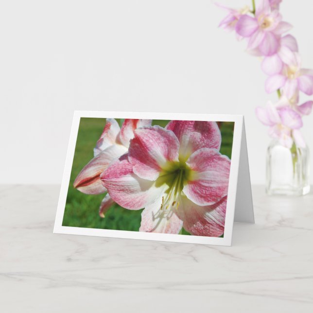 Jersey lily Portrait Card (Orchid)