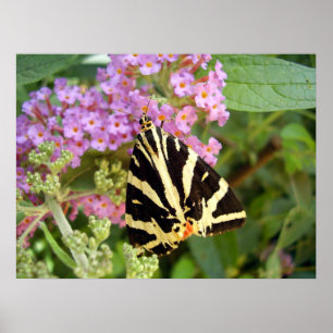 Jersey Tiger Butterfly Poster