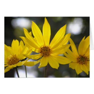 Jerusalem Artichoke