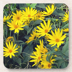Jerusalem Artichoke Flowers Coaster