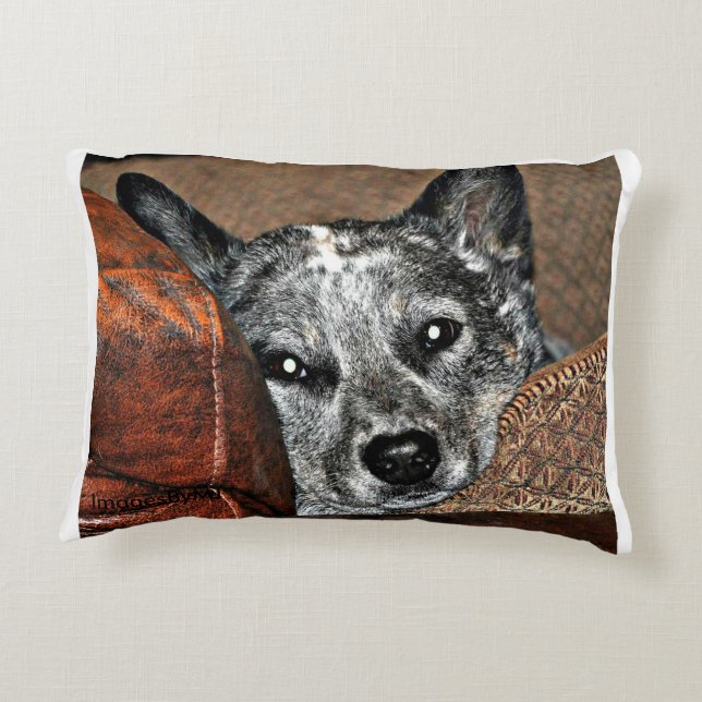 Jessie… le coussin du Texas Heeler (Dos)