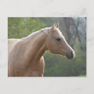 Jessie Rey Freckle Postcard