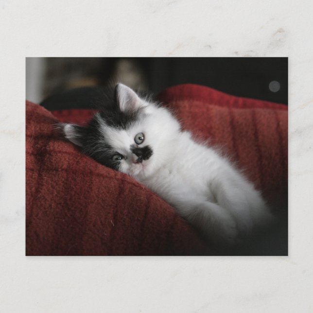 Jessy Jane - carte postale (Devant)