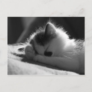 jessy jane - Postcard