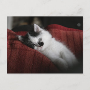 Jessy Jane - postcard
