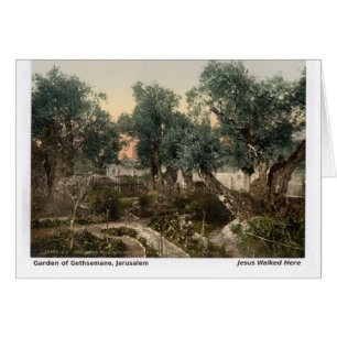 Jésus marchait ici : Jardin de Gethsémani