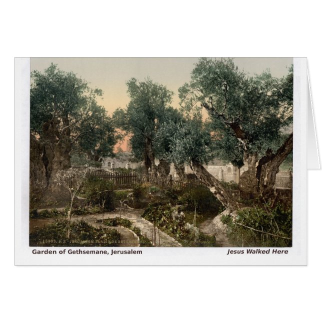 Jésus marchait ici : Jardin de Gethsémani (Devant horizontal)