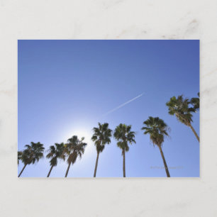 Jet Stream Over Palm trees Postcard