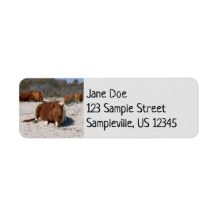 Jeter des ponies sauvages au Parc national Assatea