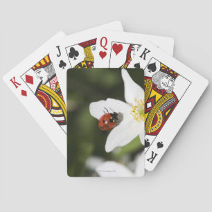 Jeu De Cartes A ladybird on a wood anemone Stockholm Sweden