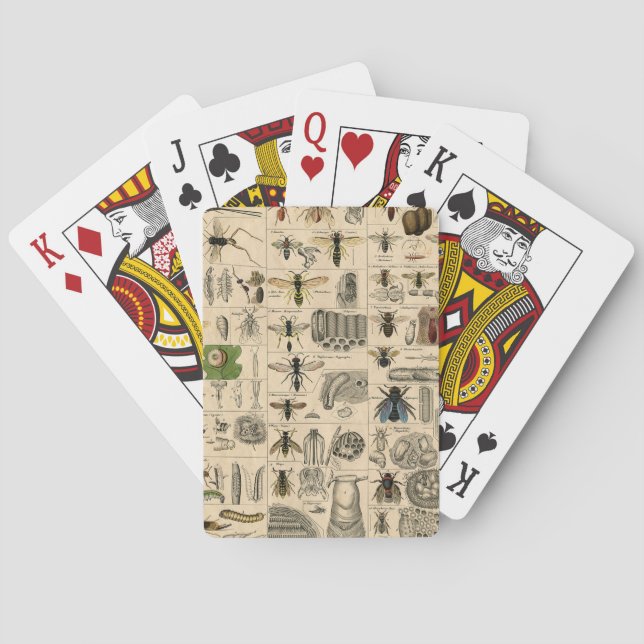 Jeu De Cartes Abeille Insecte Bug Wasp Histoire naturelle abeill (dos)