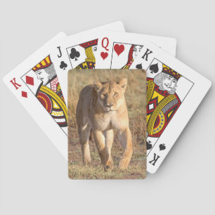 Jeu De Cartes Africa, Tanzania, Serengeti. Lion And Lioness