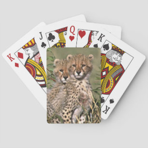 Jeu De Cartes Afrique; Kenya; Masai Mara; Trois guépards