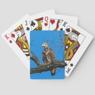 Jeu De Cartes Aigle à tête blanche immature en Peekskill, NY