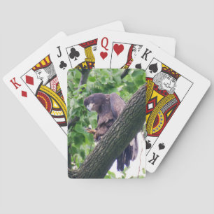 Jeu De Cartes Aigle à tête blanche juvénile