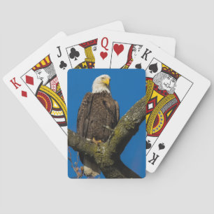 Jeu De Cartes Aigle de Bald