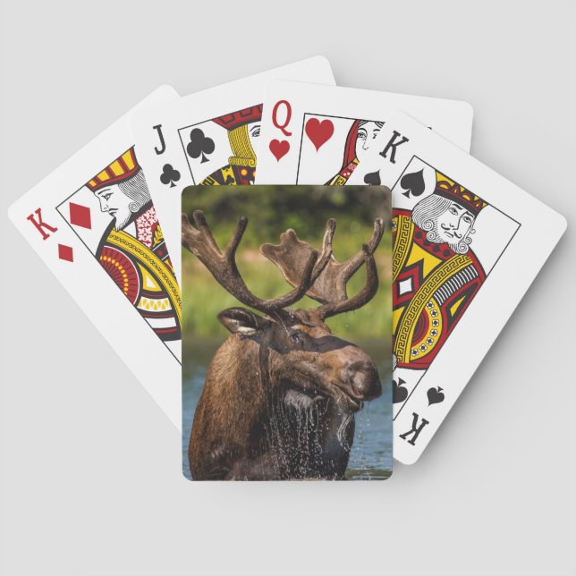 Jeu De Cartes Allaitement d'orignaux dans le parc national des G (dos)