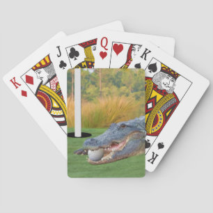 Jeu De Cartes Alligator, mensonge dangereux dans le golf