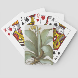 Jeu De Cartes American Aloe : Aloe Americana, du 'Hortus Ey