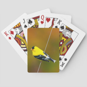 Jeu De Cartes American Goldfinch - Photo originale