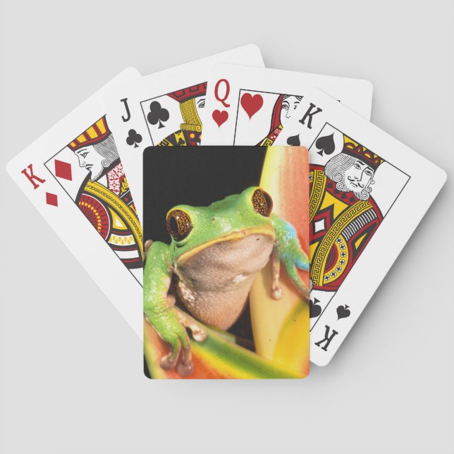 Jeu De Cartes Amérique du Sud, Équateur, Amazonie. Grenouille ar (dos)