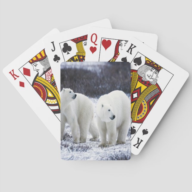 Jeu De Cartes Amour de l'ours polaire (dos)