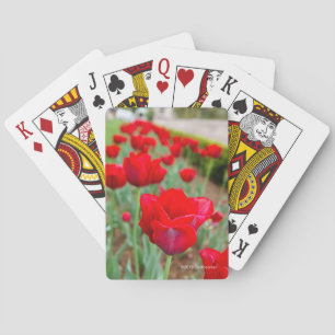 Jeu De Cartes Ampoules de Haupt, plan rapproché