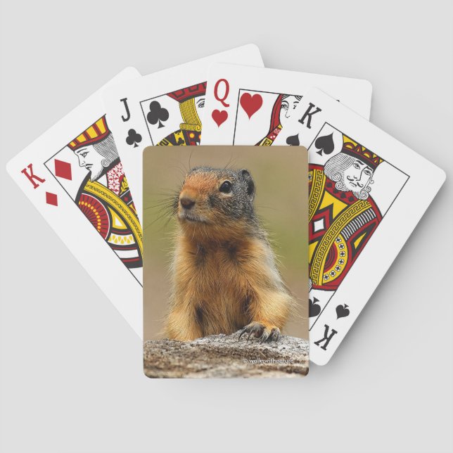 Jeu De Cartes Amusant Cute Saucy Columbian Ground Squirrel (dos)