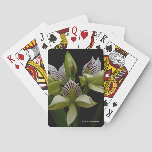 Jeu De Cartes Anacheilium Chacoense (dos)