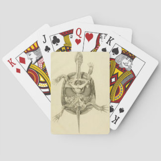 Jeu De Cartes Anatomie vintage de la tortue biologique