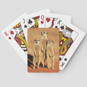 Jeu De Cartes Animaux de bébés cutest   3 Meerkats
