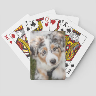 Jeu De Cartes Animaux de bébés cutest Australian Shepherd Pupp