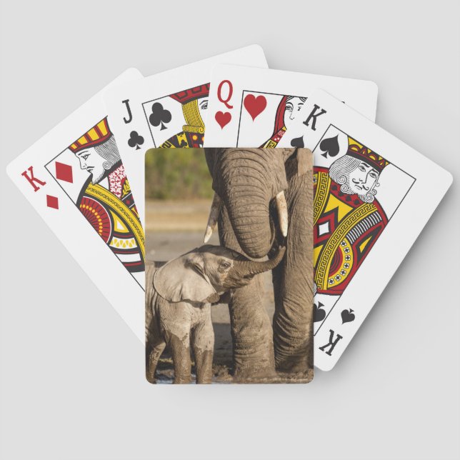 Jeu De Cartes Animaux de bébés cutest | Baby Elephant & Mama (dos)