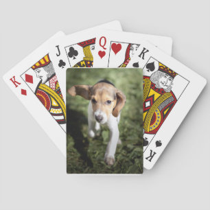Jeu De Cartes Animaux de bébés cutest   Chiot Beagle