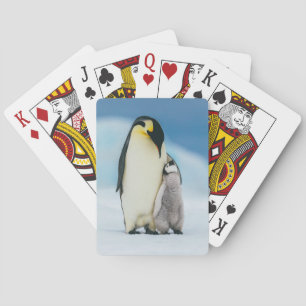 Jeu De Cartes Animaux de bébés cutest Empereur Penguin Chick