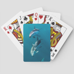 Jeu De Cartes Animaux de bébés cutest   Famille de dauphins