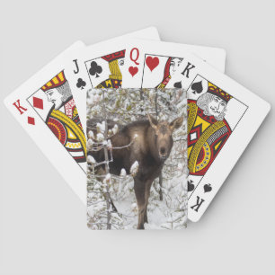 Jeu De Cartes Animaux de bébés cutest Moose Calf