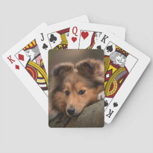 Jeu De Cartes Animaux de bébés cutest   Shetland Sheepdog Puppy