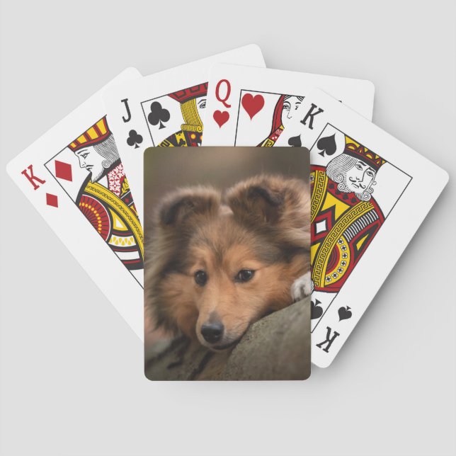 Jeu De Cartes Animaux de bébés cutest | Shetland Sheepdog Puppy (dos)