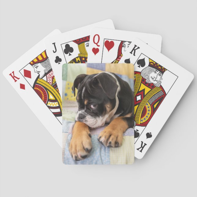 Jeu De Cartes Animaux de bébés cutest | Shy Old English Bulldog (dos)