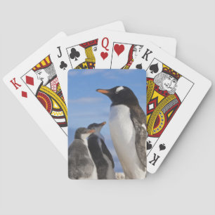 Jeu De Cartes Antarctique, Neko Cove (port). Manchot papou 2
