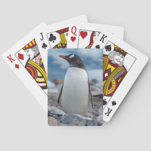 Jeu De Cartes Antarctique. Neko Harbour. Penguin Gentoo